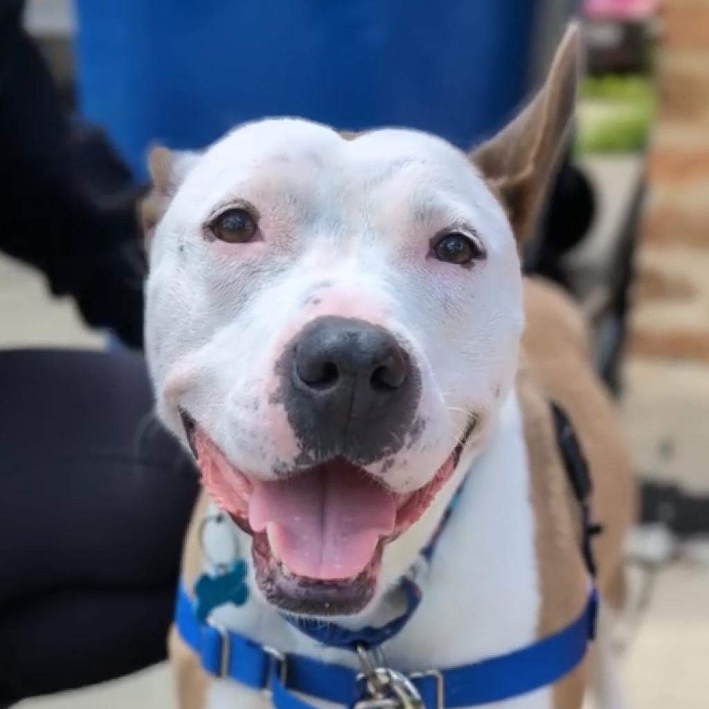 Enlarge Dakota, a Adoptable Mixed Breed in Chicago, IL image 1/6