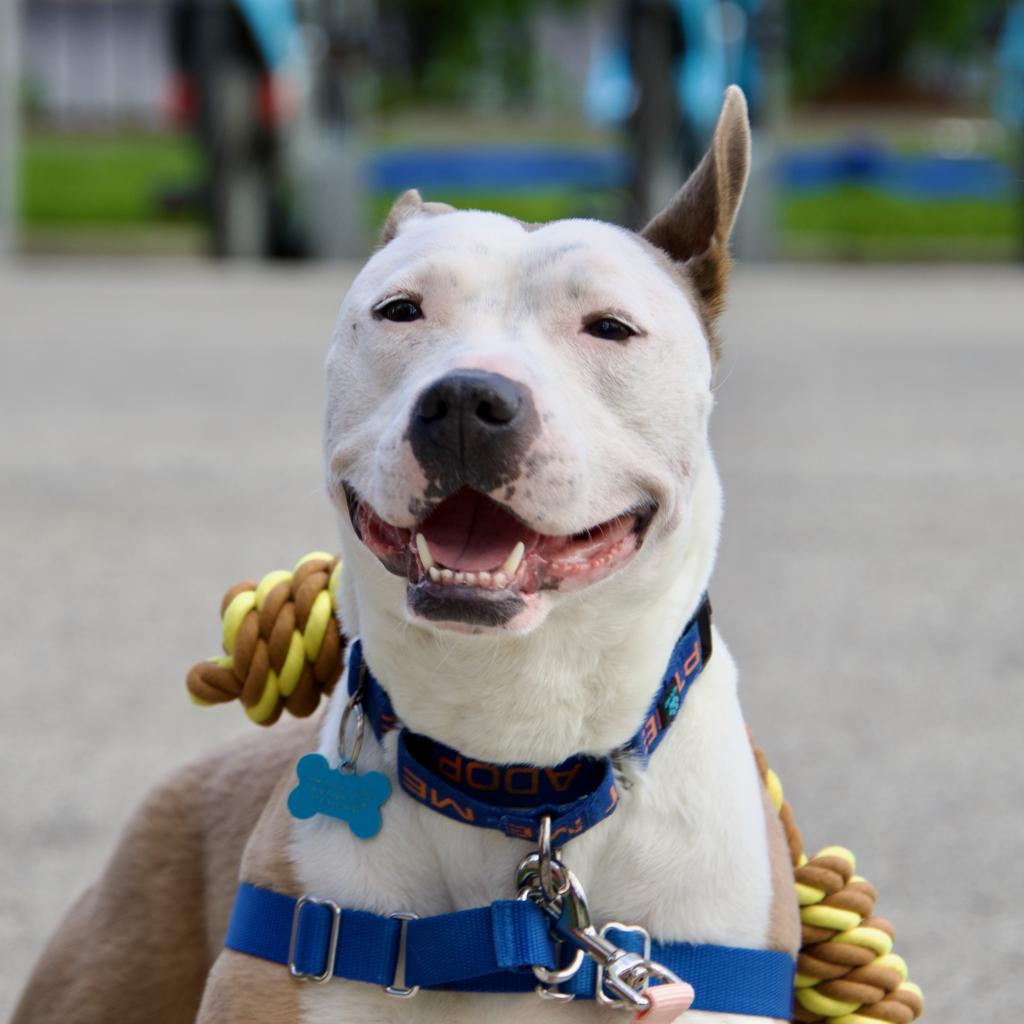 Enlarge Dakota, a Adoptable Mixed Breed in Chicago, IL image 2/6