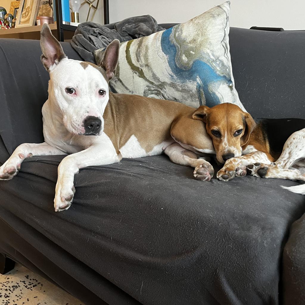 Enlarge Dakota, a Adoptable Mixed Breed in Chicago, IL image 3/6