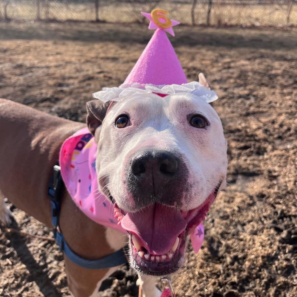 Enlarge Dakota, a Adoptable Mixed Breed in Chicago, IL image 4/6