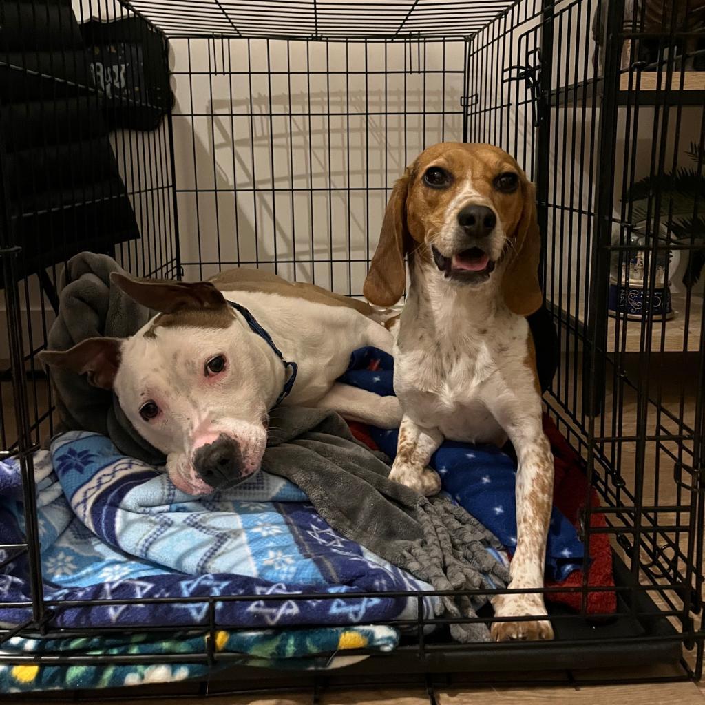 Enlarge Dakota, a Adoptable Mixed Breed in Chicago, IL image 4/6