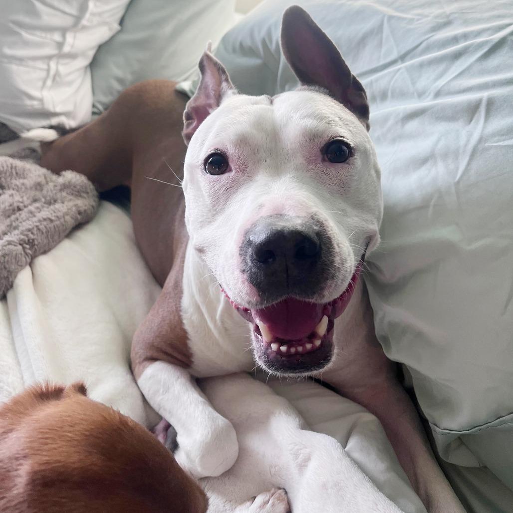 Enlarge Dakota, a Adoptable Mixed Breed in Chicago, IL image 5/6