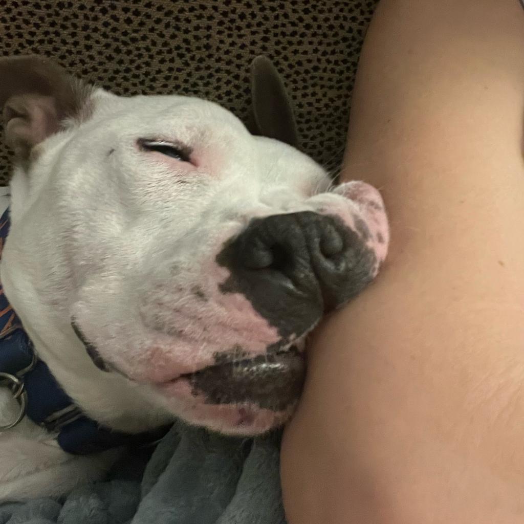 Enlarge Dakota, a Adoptable Mixed Breed in Chicago, IL image 6/6