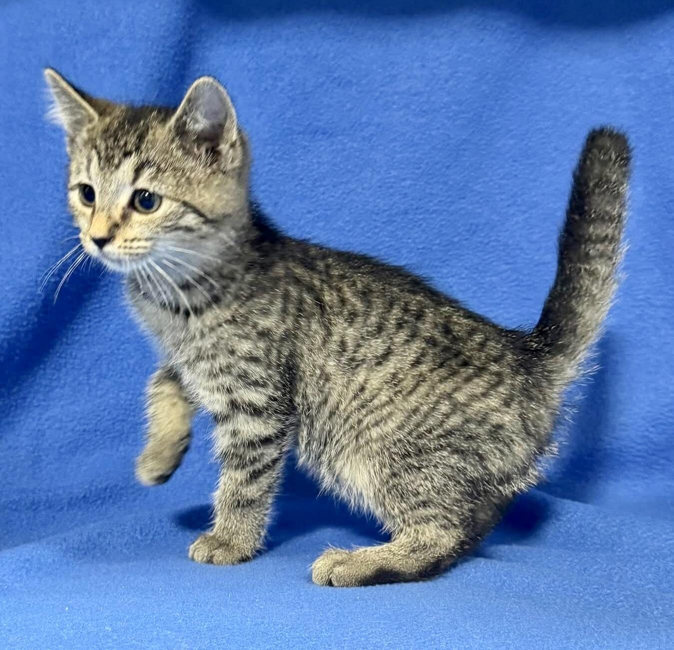 TRINA, a Adoptable mixed breed in Beechbottom, WV image 1/3