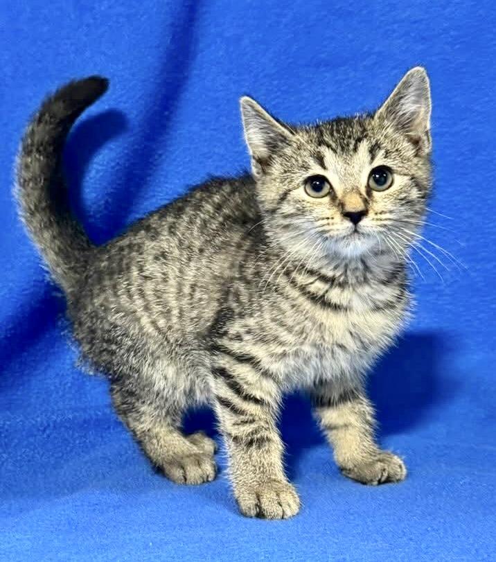 TRINA, a Adoptable mixed breed in Beechbottom, WV image 2/3