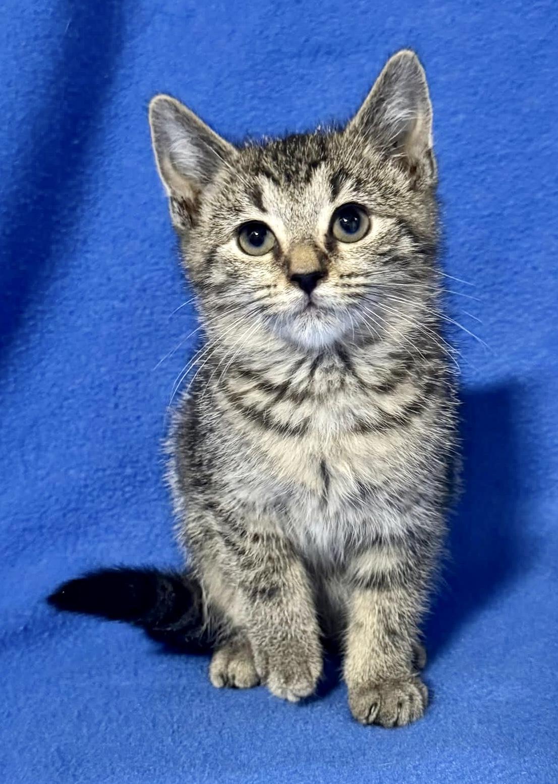 TRINA, a Adoptable mixed breed in Beechbottom, WV image 3/3