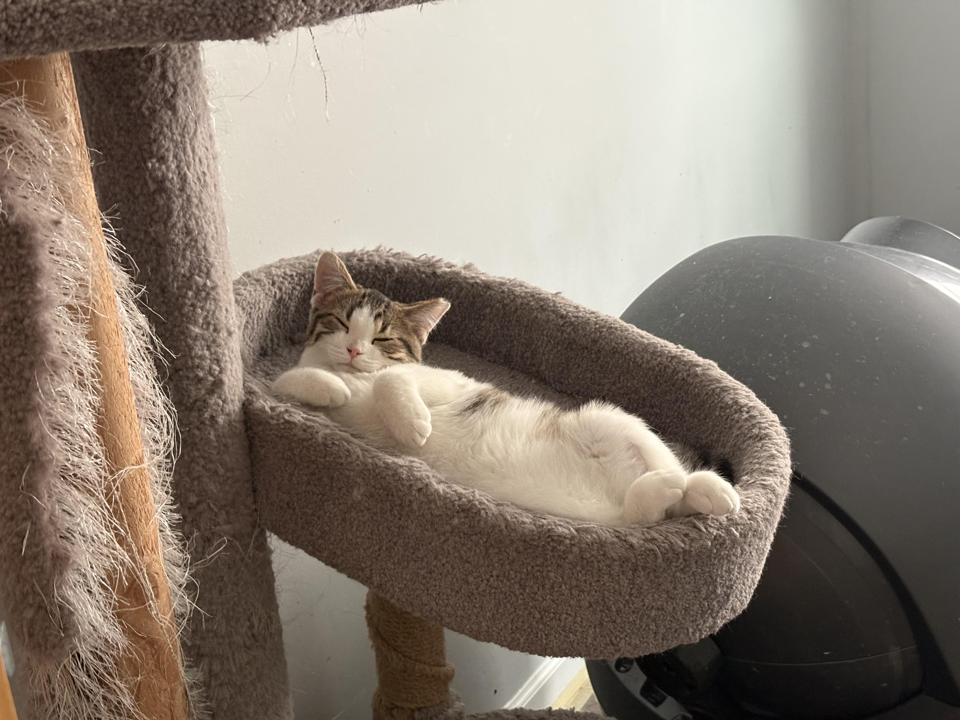 Enlarge Ghost Pepper, an adopted mixed breed in Maple Heights, OH image 1/2