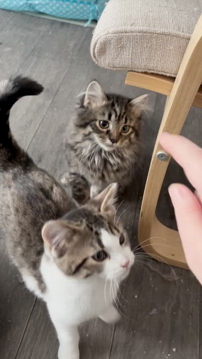 Enlarge Ghost Pepper, an adopted mixed breed in Maple Heights, OH video 2/2