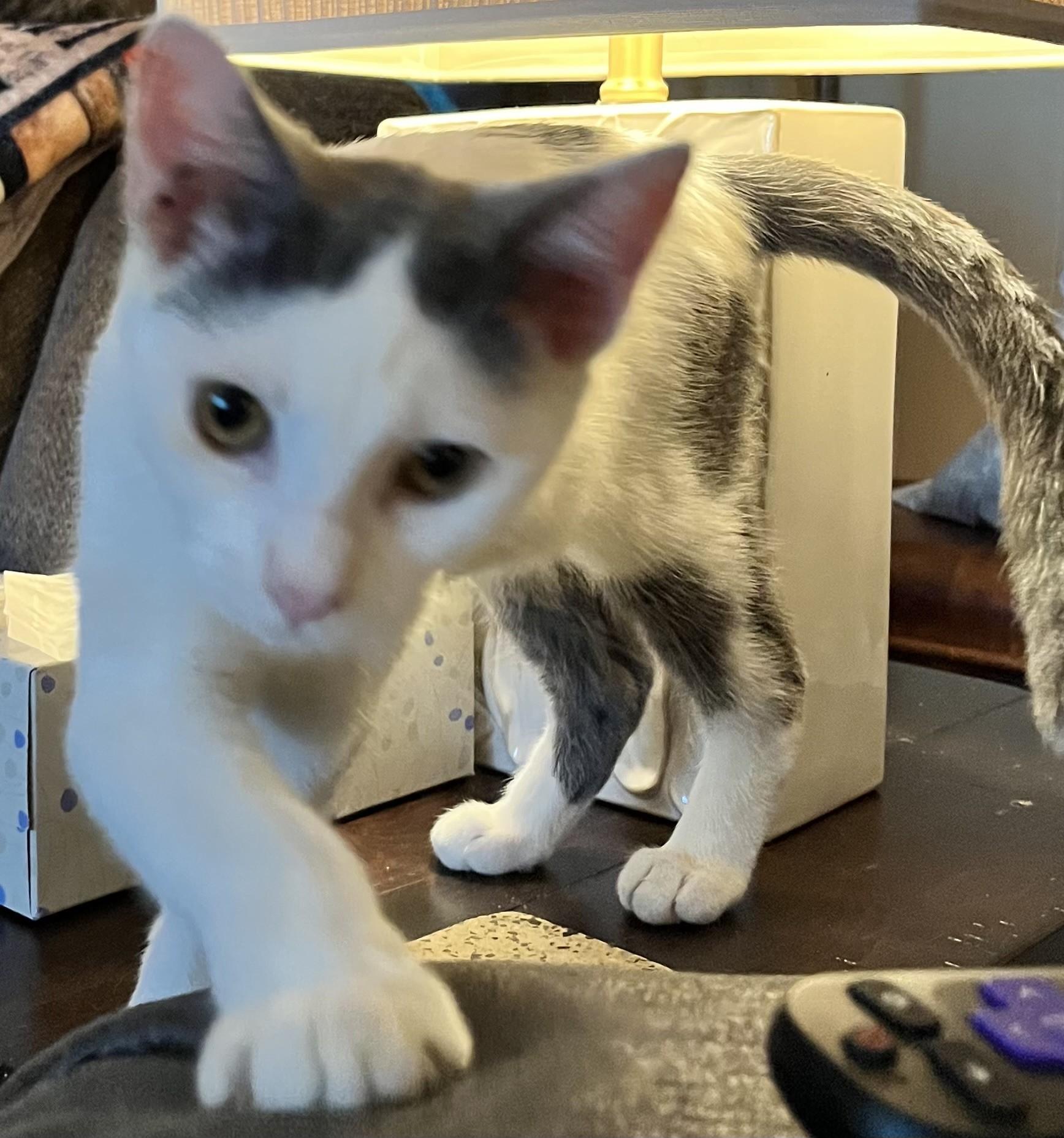 Enlarge Cotter (Peg-fostered in TN), a Adoptable mixed breed in Brooklyn, CT image 3/6