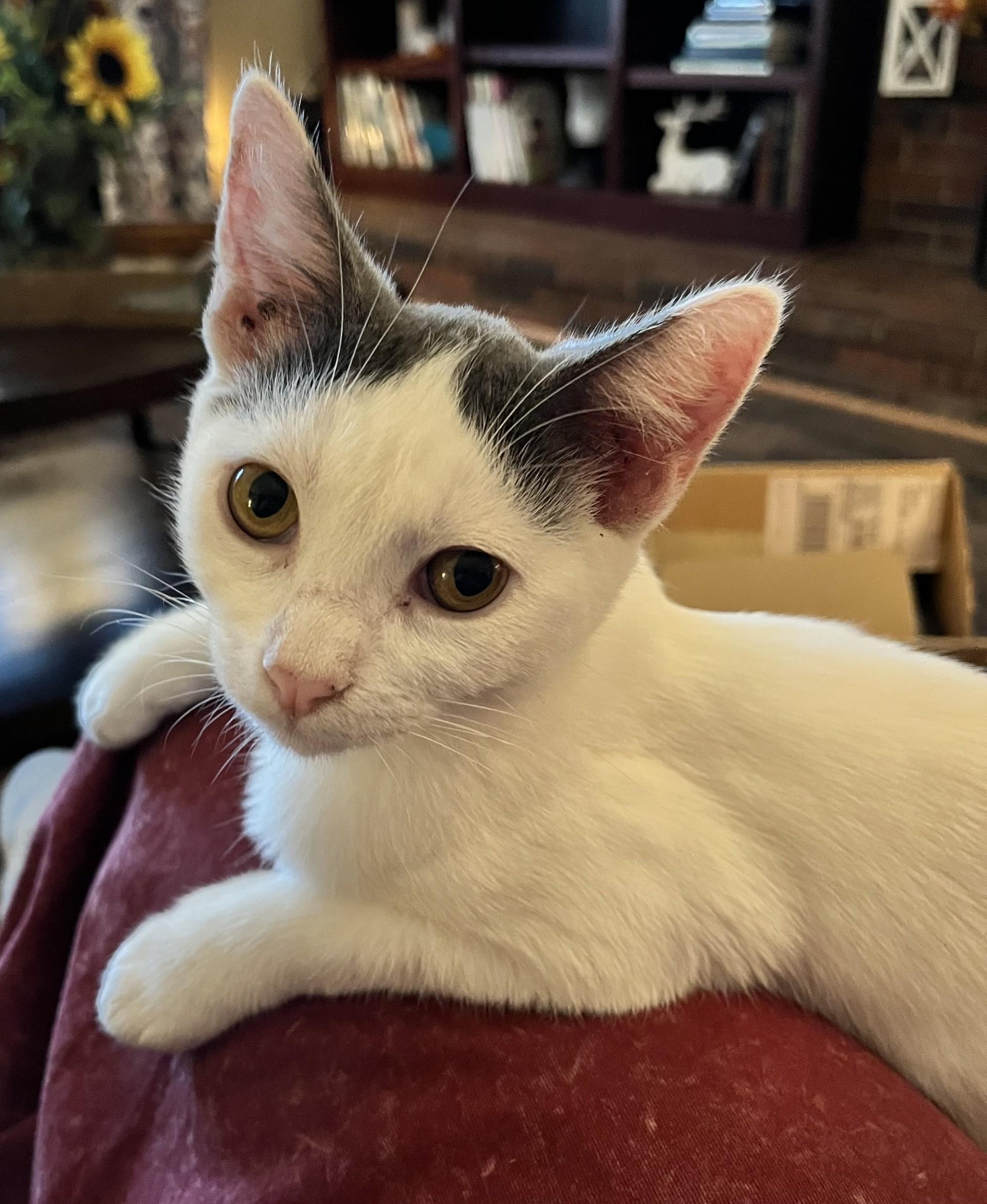 Enlarge Cotter (Peg-fostered in TN), a Adoptable mixed breed in Brooklyn, CT image 4/6