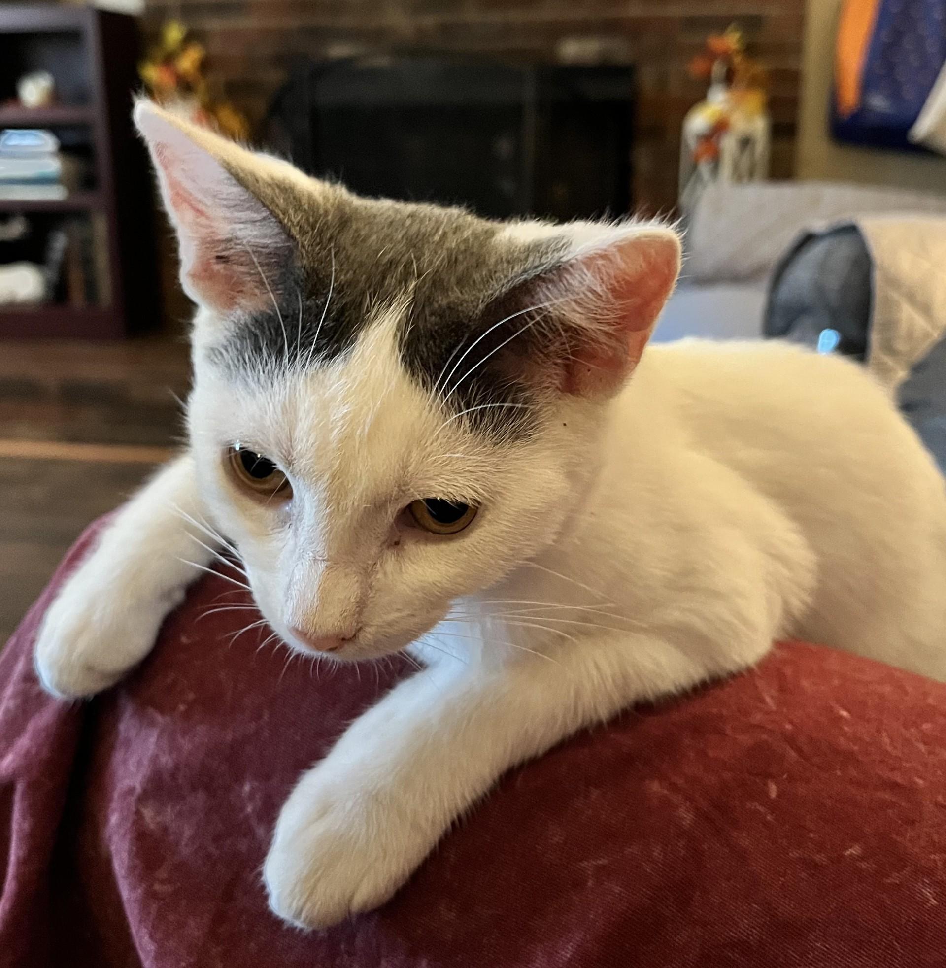 Cotter (Peg-fostered in TN), Adoptable, Kitten Male Domestic Short Hair & Tabby.