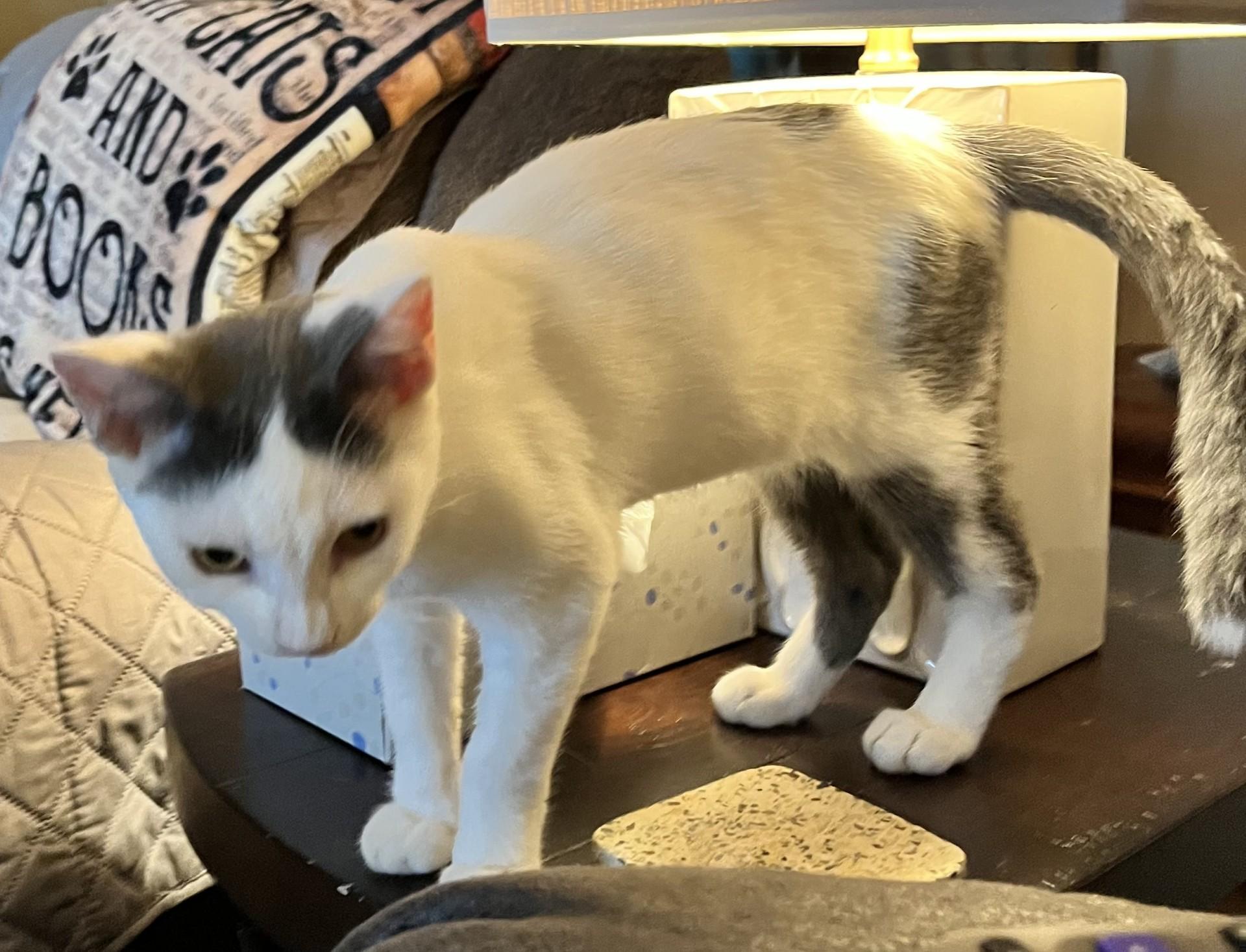 Enlarge Cotter (Peg-fostered in TN), a Adoptable mixed breed in Brooklyn, CT image 5/6