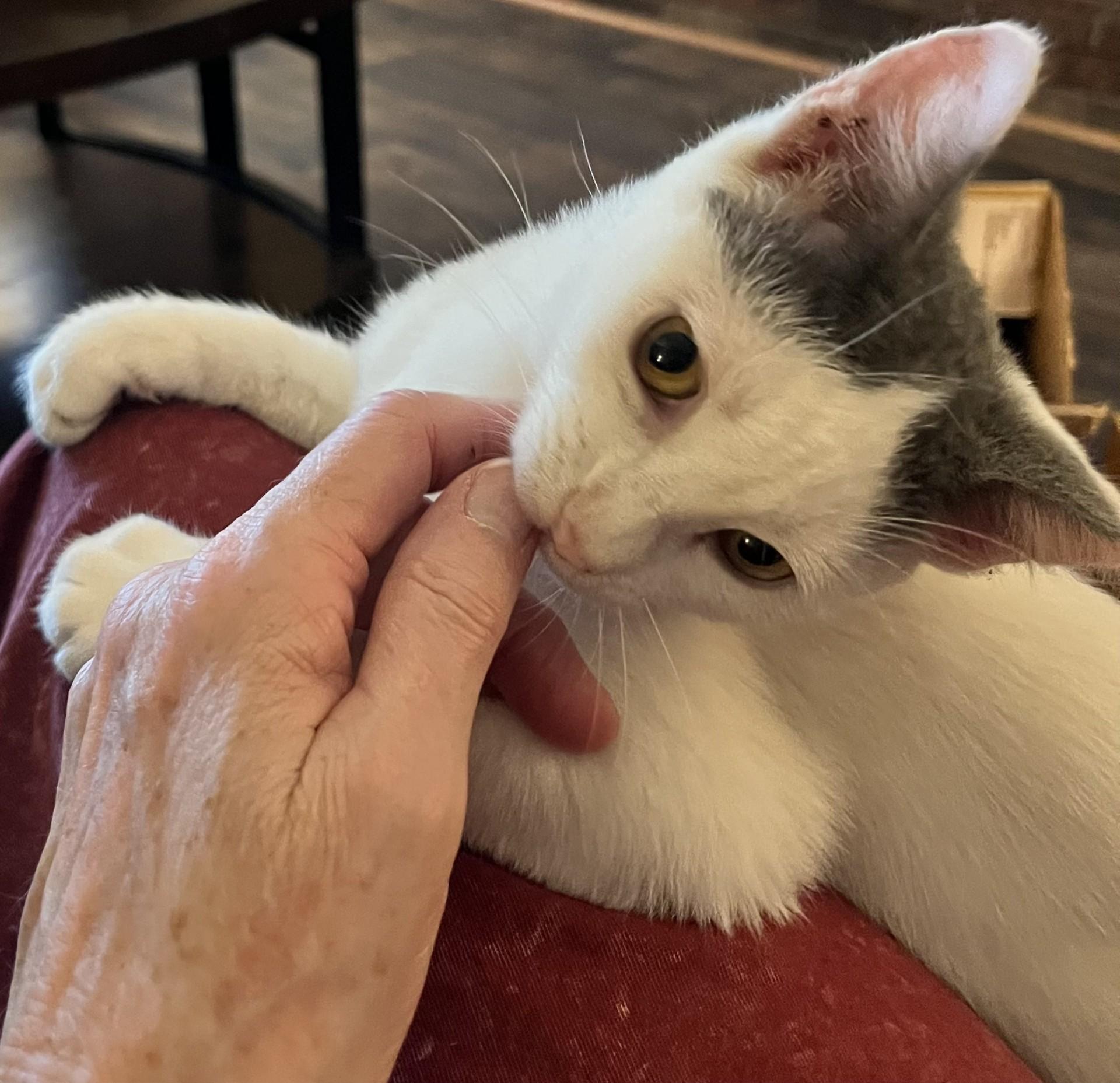 Enlarge Cotter (Peg-fostered in TN), a Adoptable mixed breed in Brooklyn, CT image 2/6