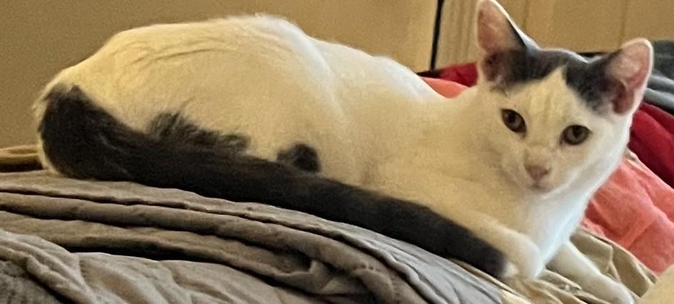 Enlarge Cotter (Peg-fostered in TN), a Adoptable mixed breed in Brooklyn, CT image 6/6