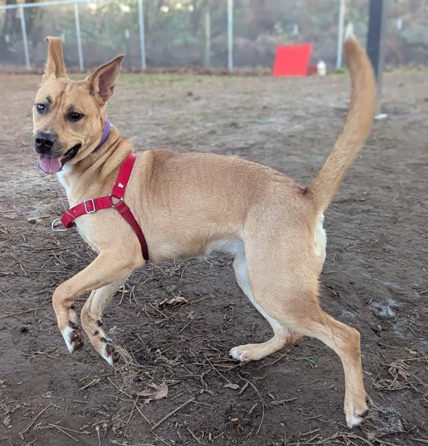 Roo (mcas), Adoptable, Young Female Mixed Breed.