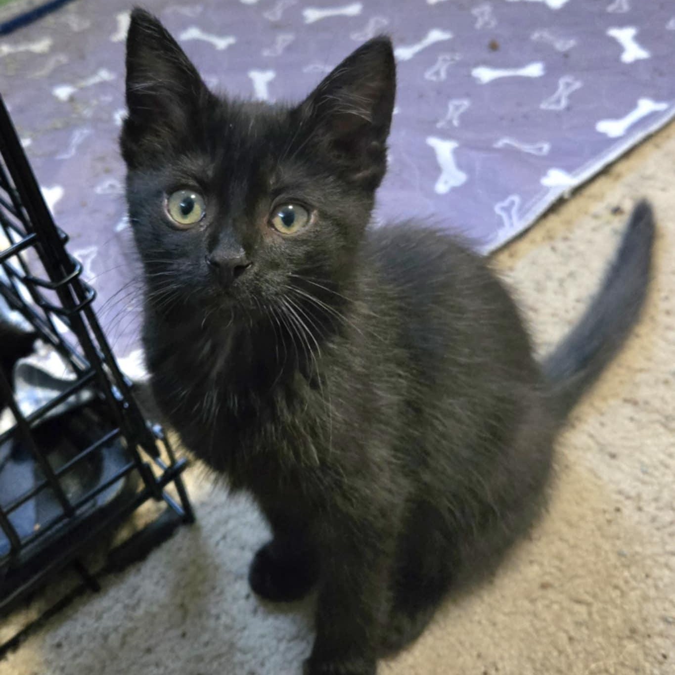 Boulder, Baby Male Domestic Short Hair