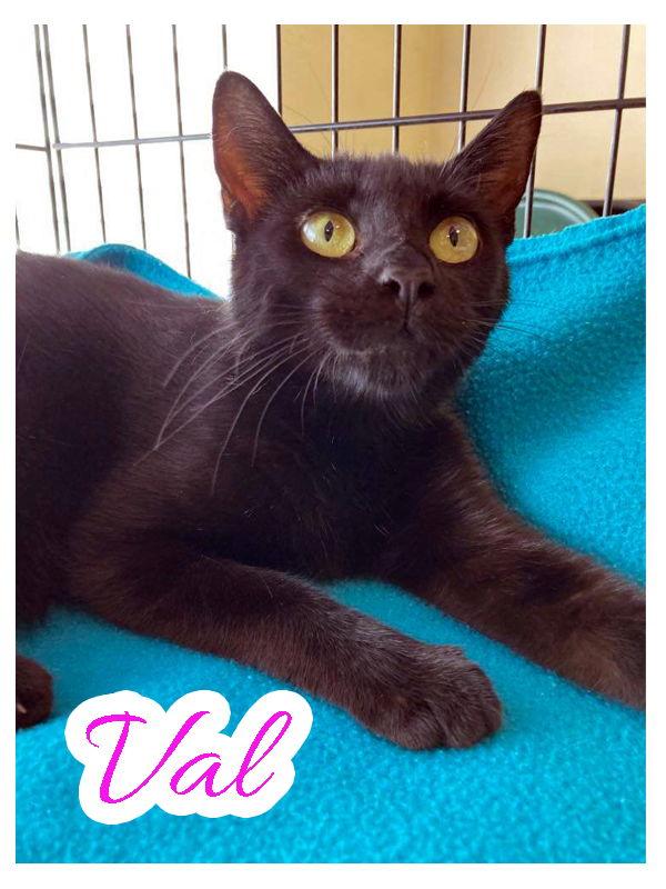 Enlarge Val, a Adoptable Domestic Short Hair in Pensacola, FL image 1/1