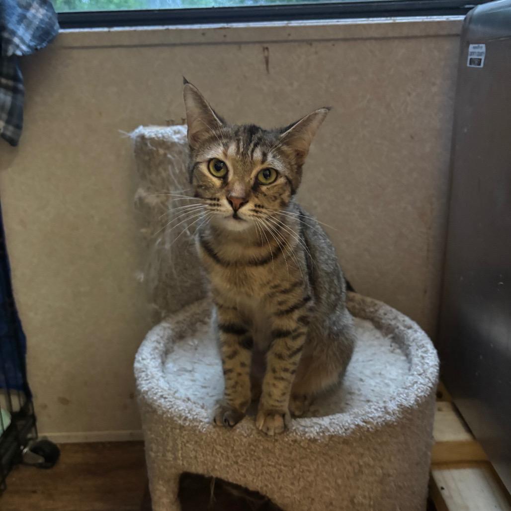 Julietta, Adoptable, Adult Female Domestic Short Hair.