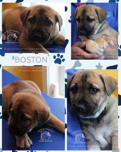 BOSTON, Adoptable, Puppy Male Mixed Breed & Mixed Breed.