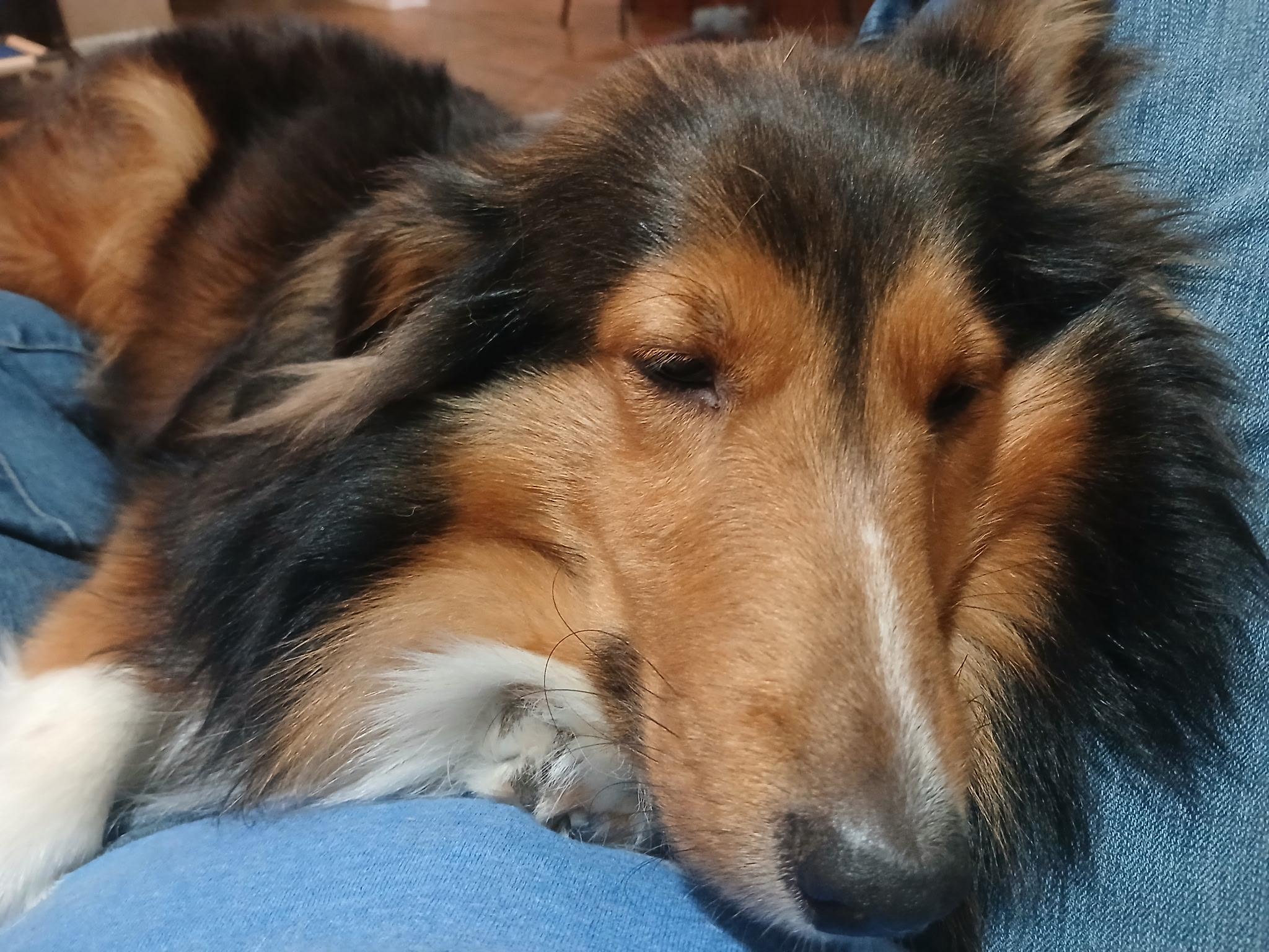 Enlarge Rachel, a Adoptable Shetland Sheepdog / Sheltie in Palm Bay, FL image 1/2