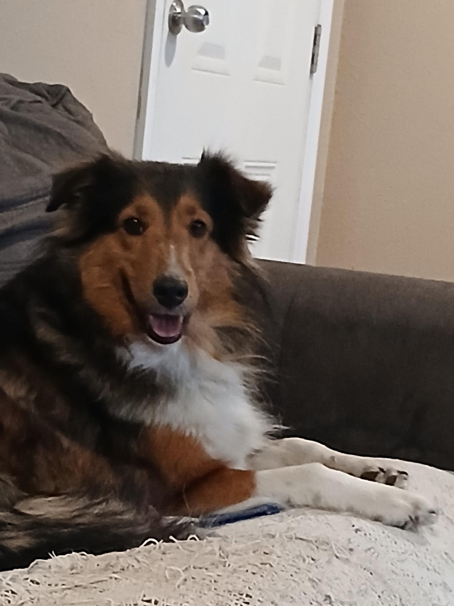 Enlarge Rachel, a Adoptable Shetland Sheepdog / Sheltie in Palm Bay, FL image 2/2