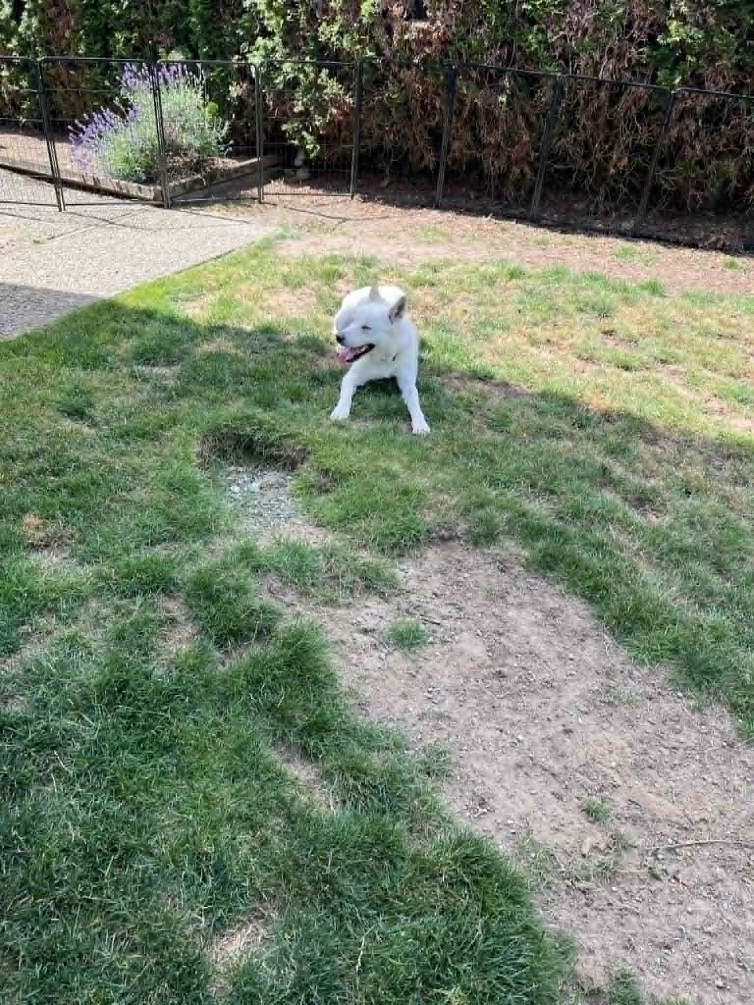 Enlarge Poby, a ADOPTABLE Jindo in Bellevue, WA image 6/6