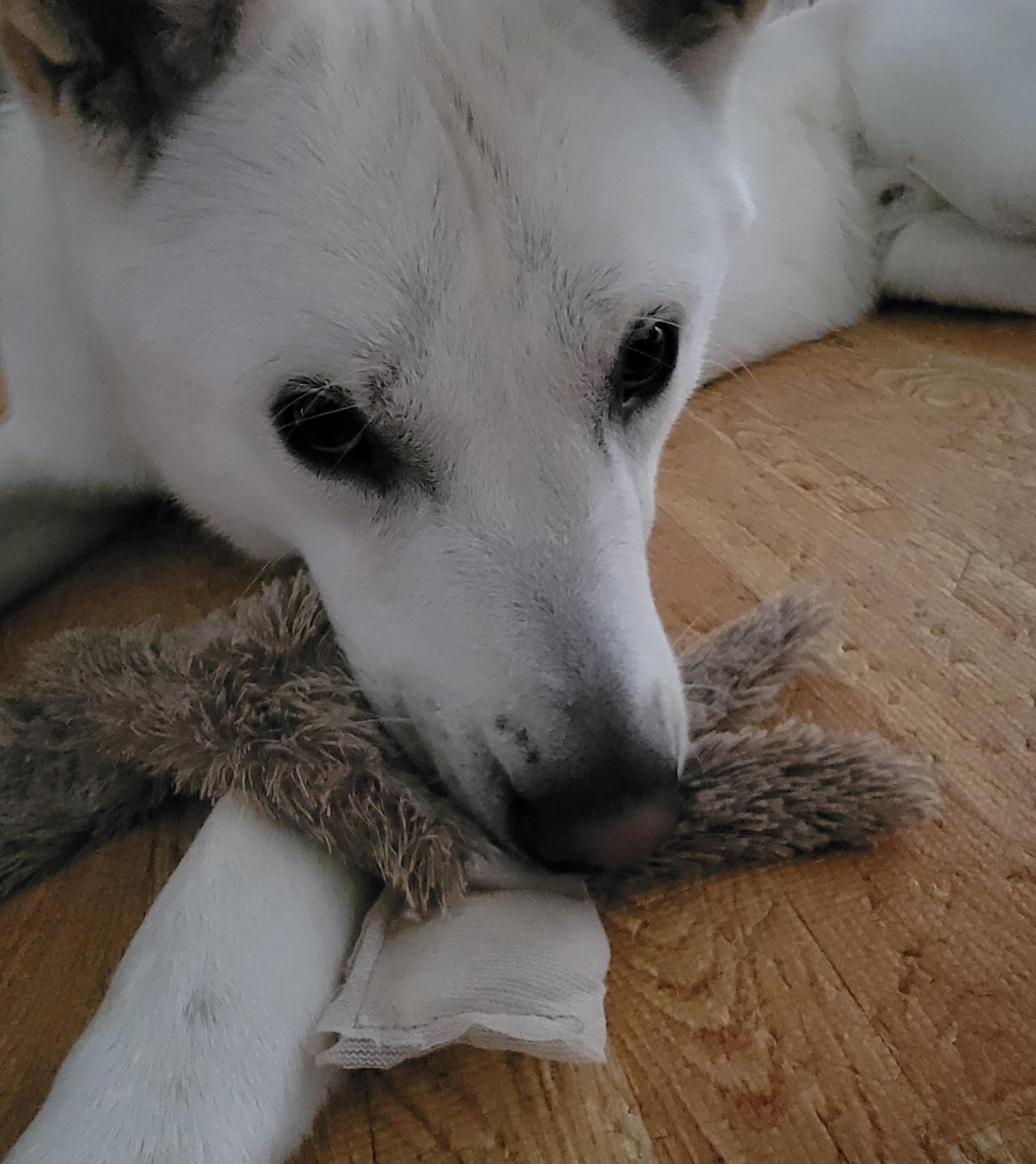 Enlarge Poby, a ADOPTABLE Jindo in Bellevue, WA image 4/6