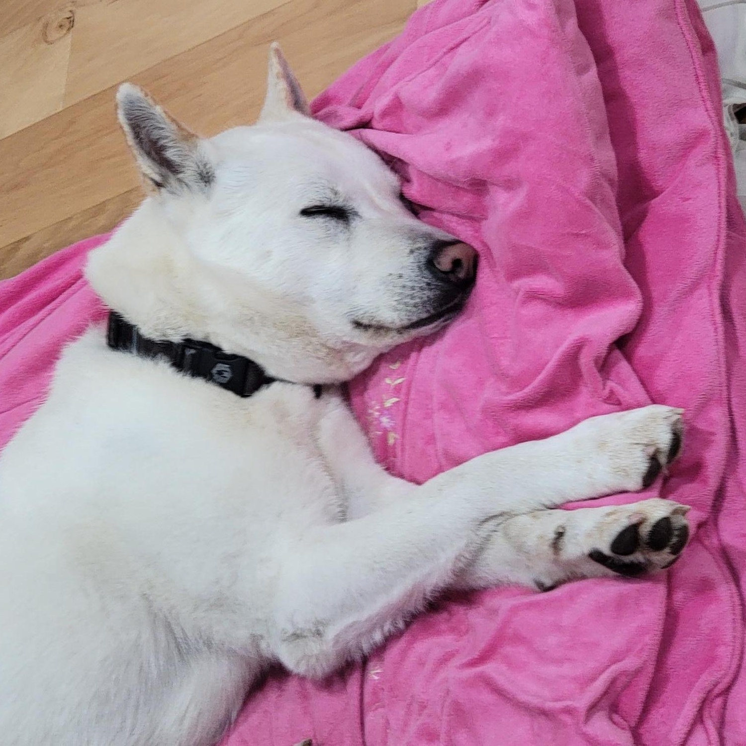 Poby URGENT, ADOPTABLE, Young Female Jindo.