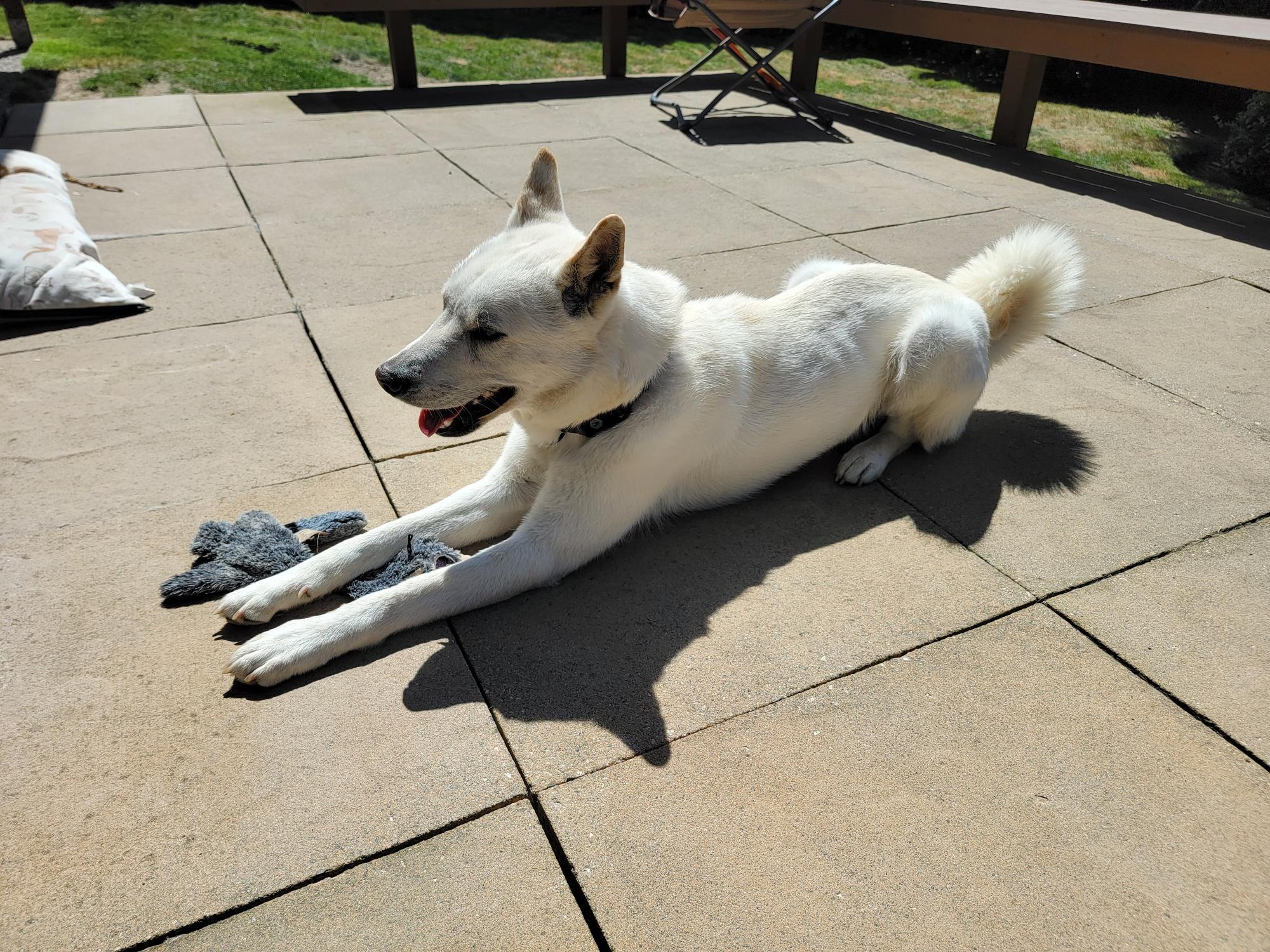 Poby, ADOPTABLE, Young Female Jindo.