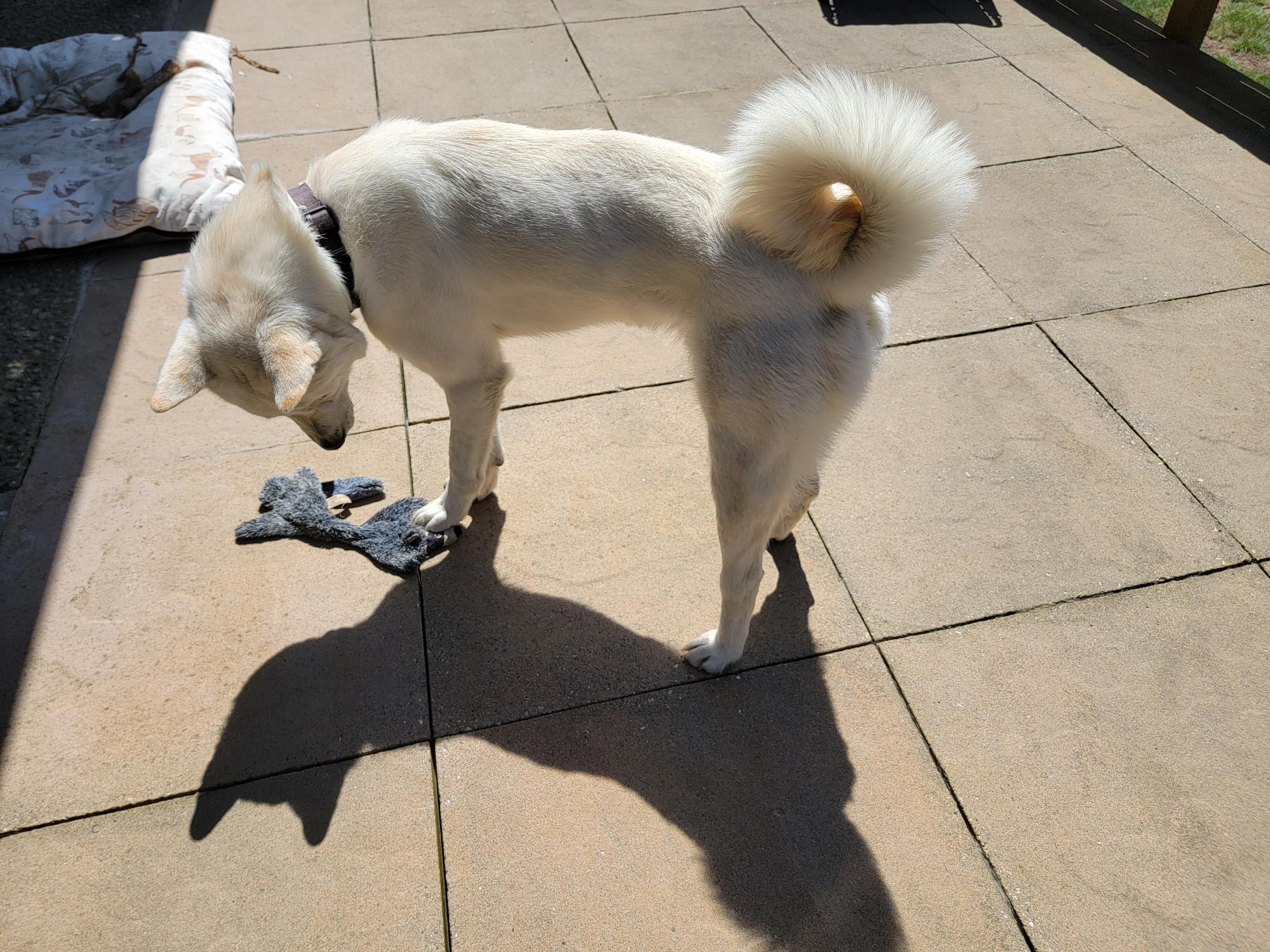 Enlarge Poby, a ADOPTABLE Jindo in Bellevue, WA image 2/6