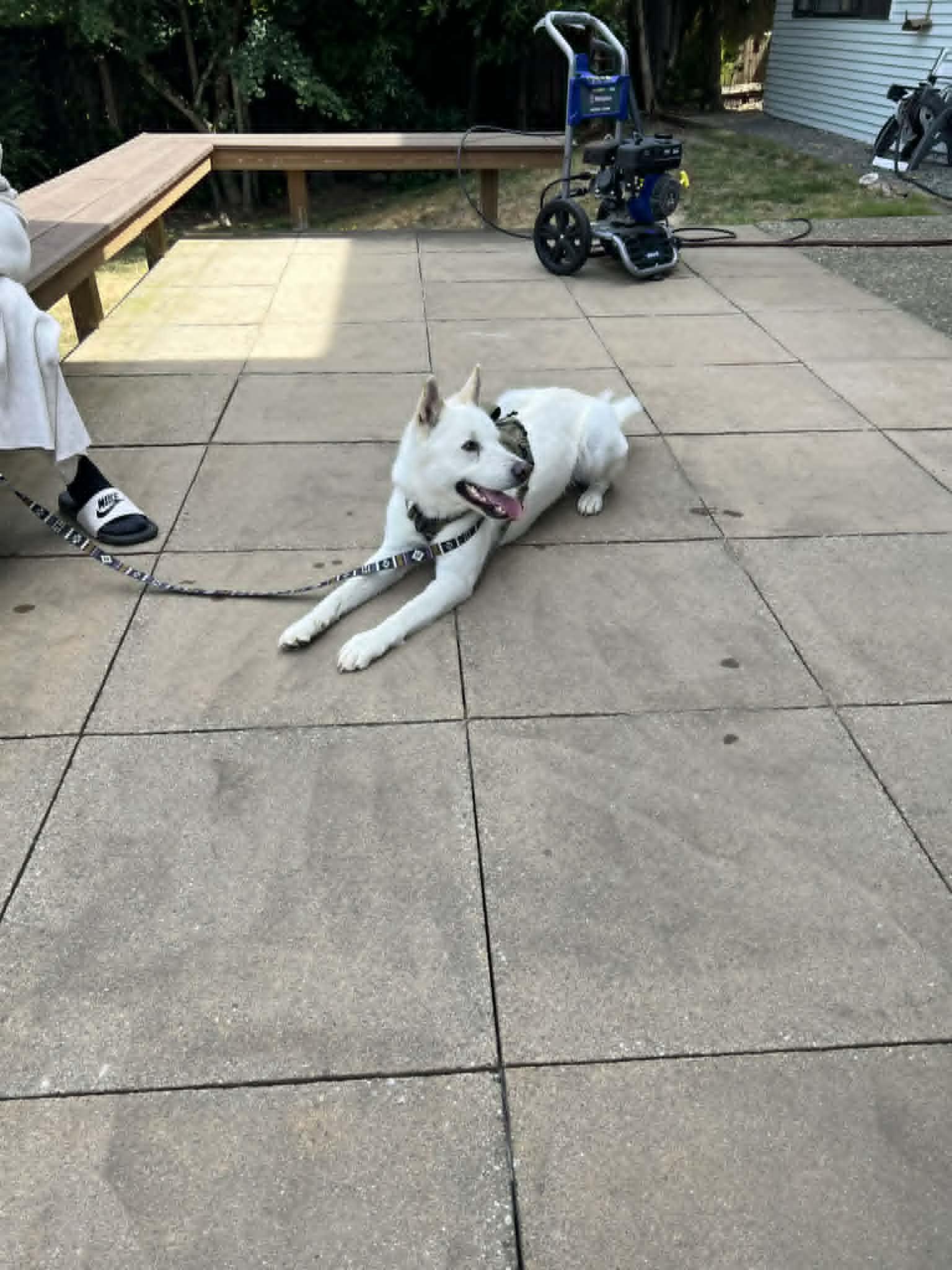 Enlarge Poby, a ADOPTABLE Jindo in Bellevue, WA image 5/6
