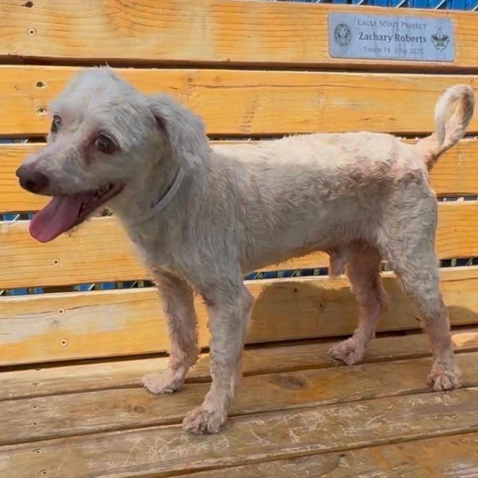 Pop, Adoptable, Senior Male Poodle & Mixed Breed.