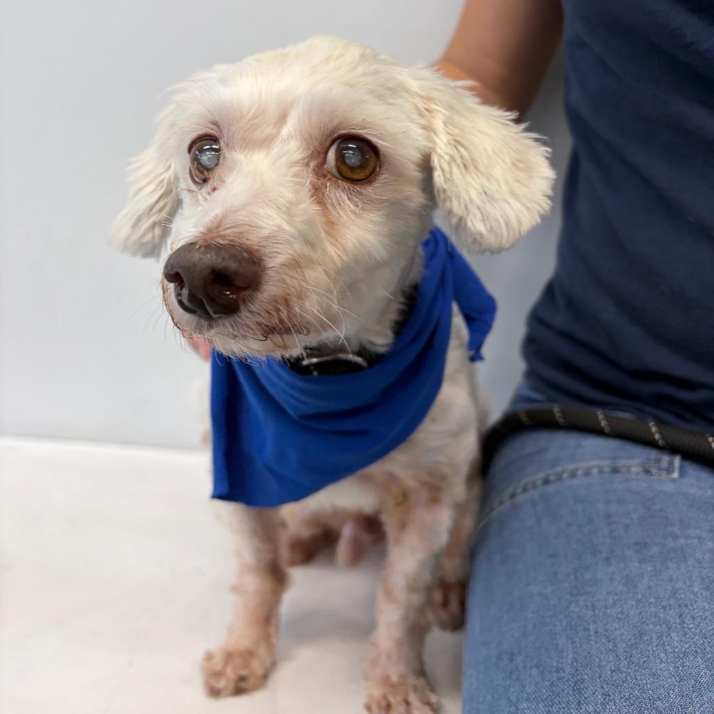 Enlarge Pop, a Adoptable mixed breed in Hawthorne, CA image 2/5