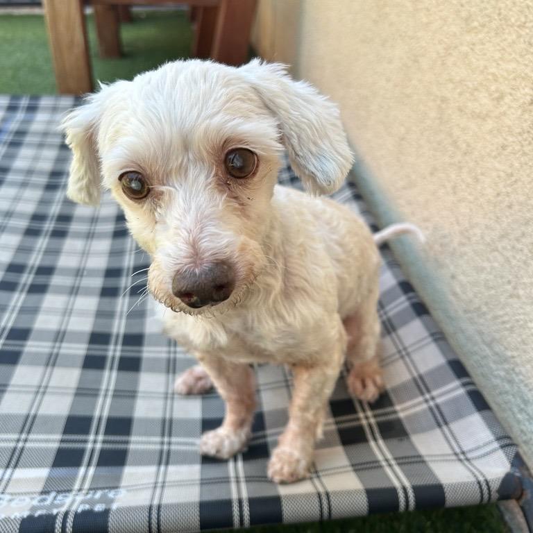 Enlarge Pop, a Adoptable mixed breed in Hawthorne, CA image 3/5