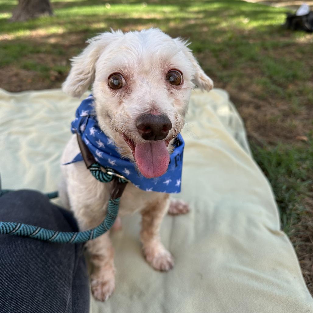 Enlarge Pop, a Adoptable mixed breed in Hawthorne, CA image 4/5