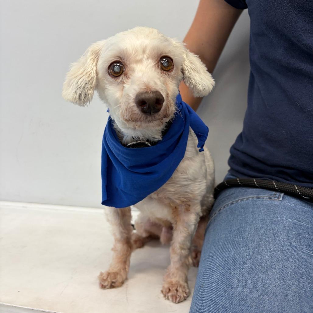 Enlarge Pop, a Adoptable mixed breed in Hawthorne, CA image 5/5
