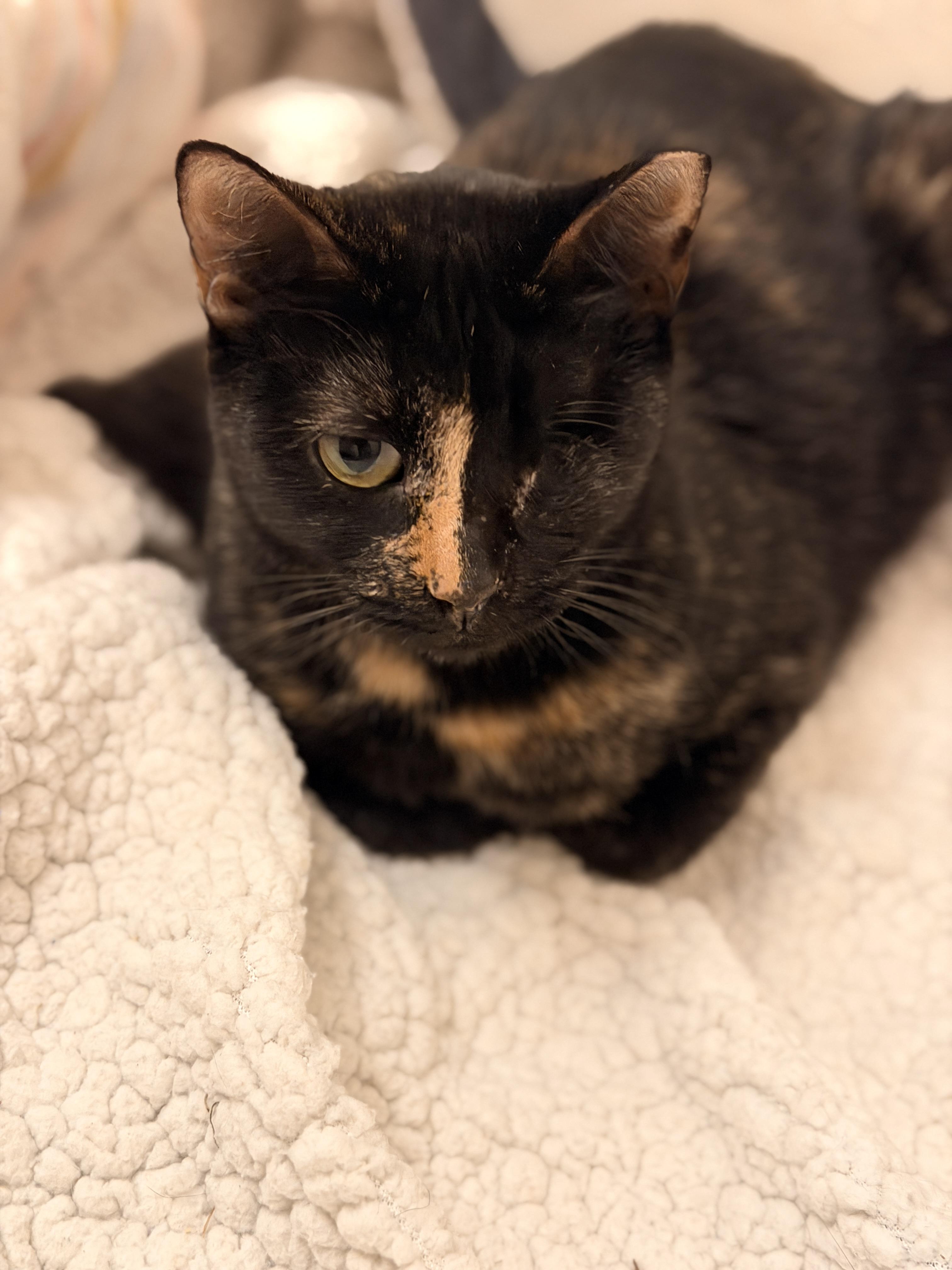 Wink , Adoptable, Adult Female Domestic Short Hair.
