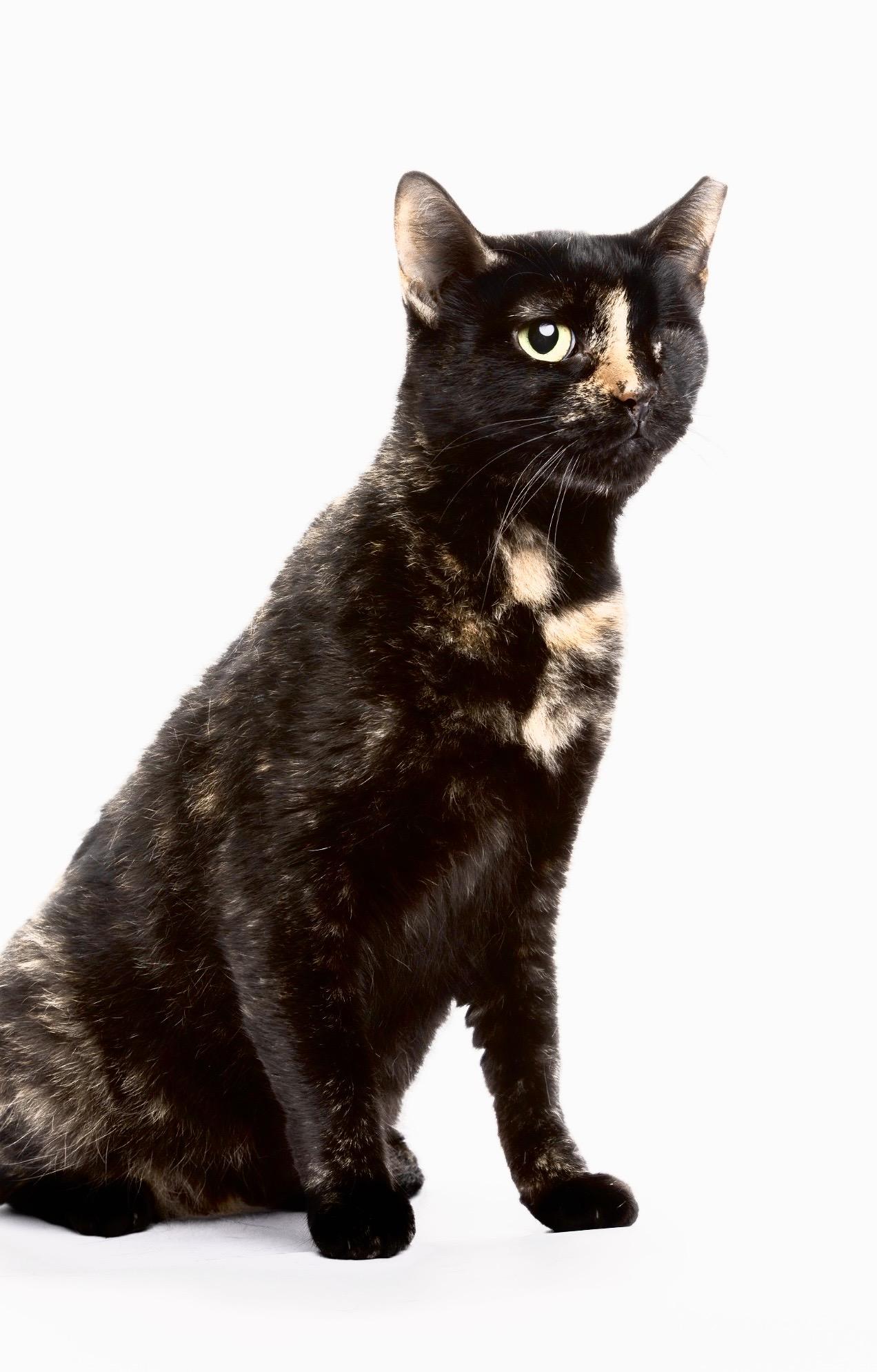 Enlarge Wink , a Adoptable Domestic Short Hair in Mansfield, TX image 2/3