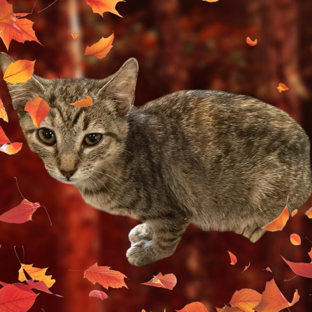 Spice, Adoptable, Young Female Domestic Short Hair.