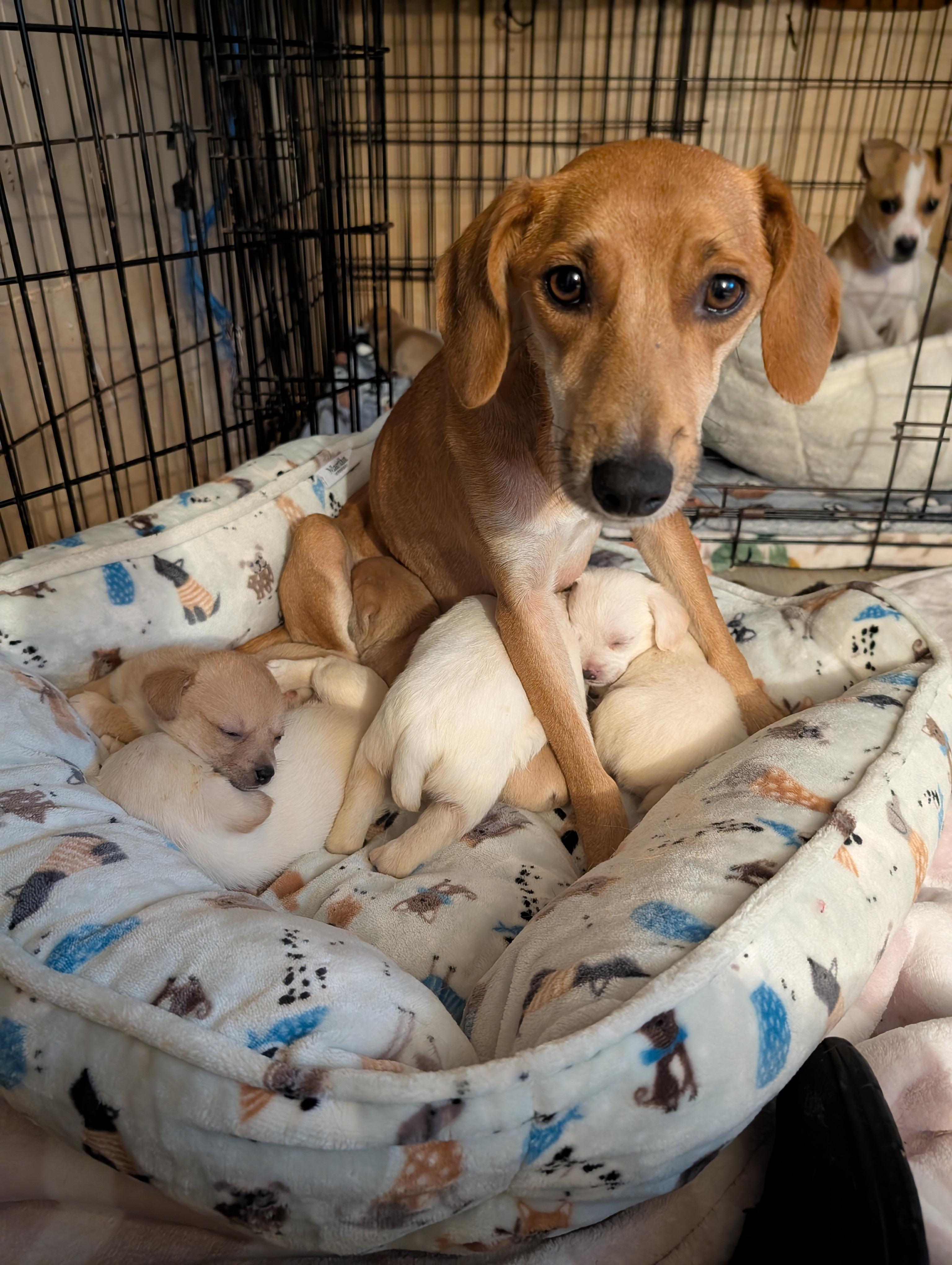 Mama Noelle, a Adoptable mixed breed in Browns Mills, NJ image 1/5