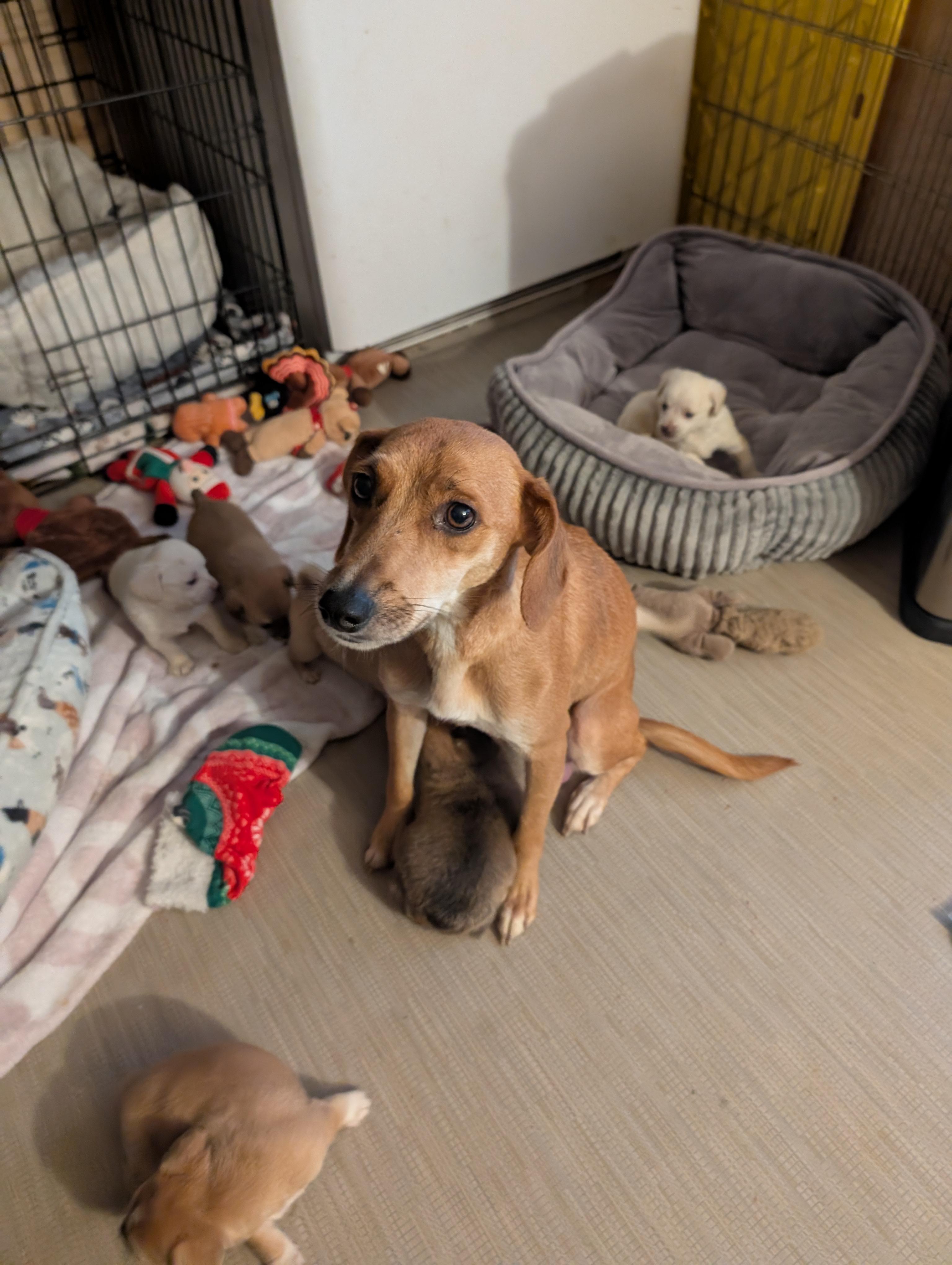 Mama Noelle, a Adoptable mixed breed in Browns Mills, NJ image 2/5