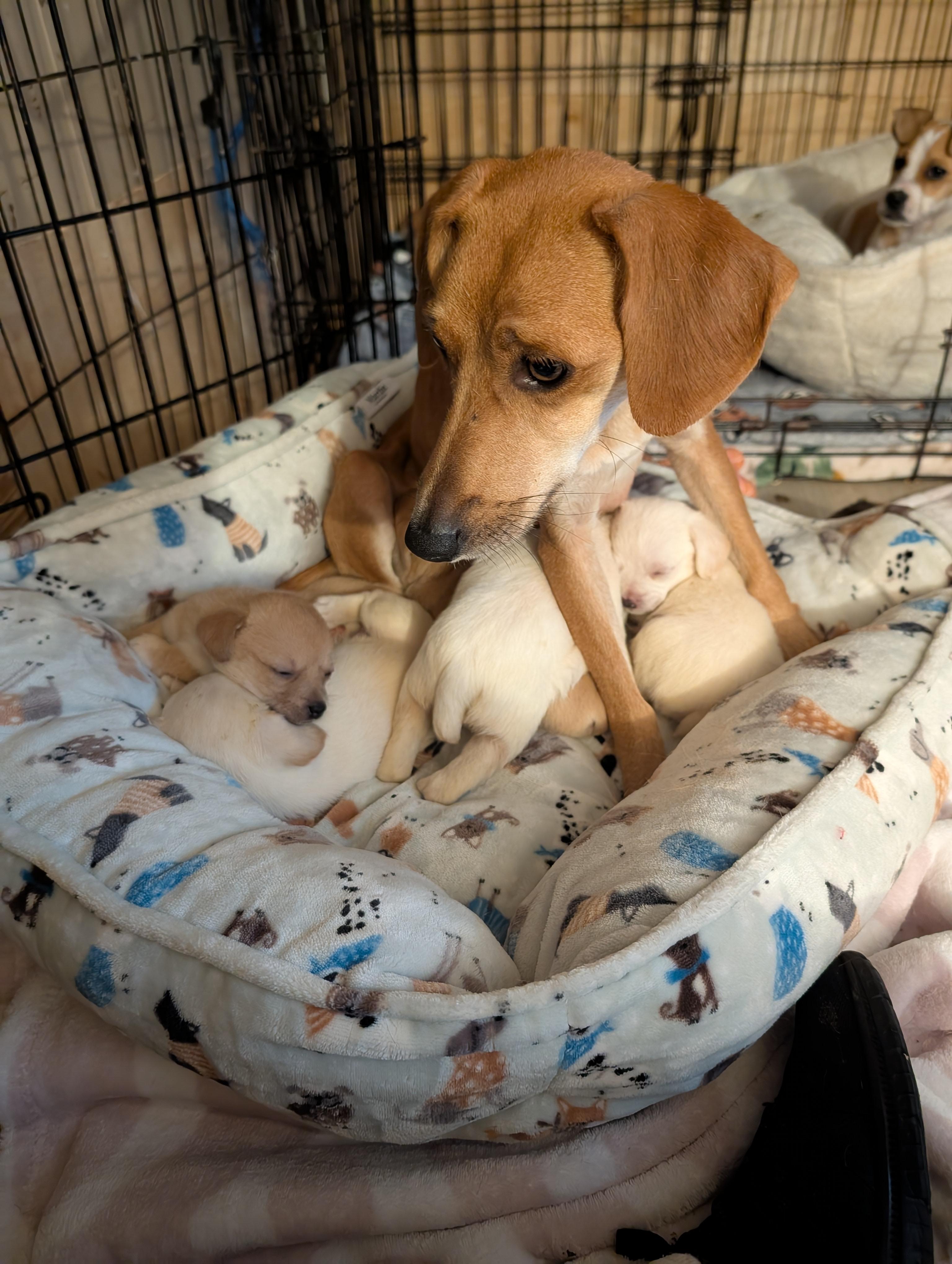 Mama Noelle, a Adoptable mixed breed in Browns Mills, NJ image 4/5