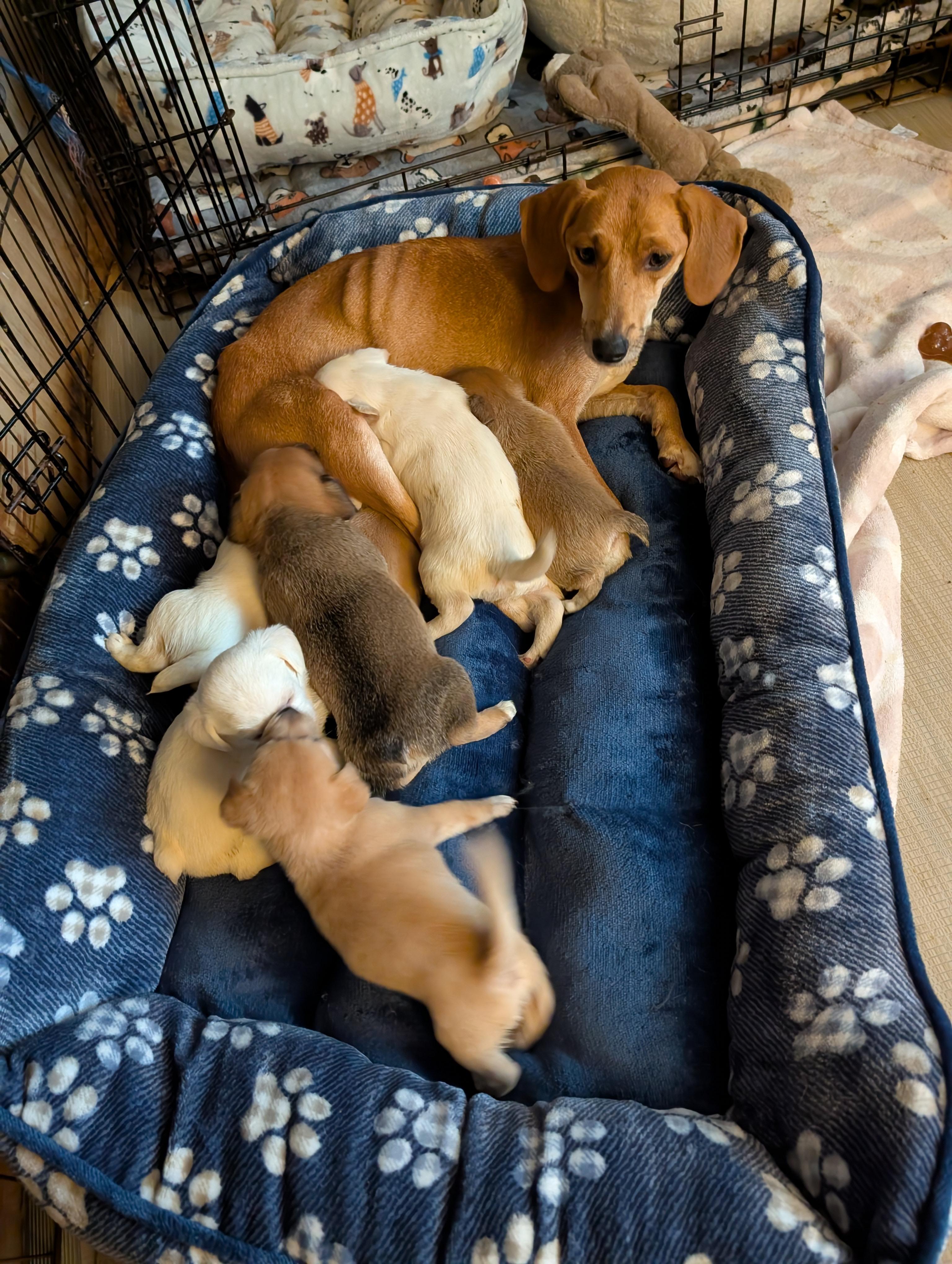 Mama Noelle, a Adoptable mixed breed in Browns Mills, NJ image 5/5