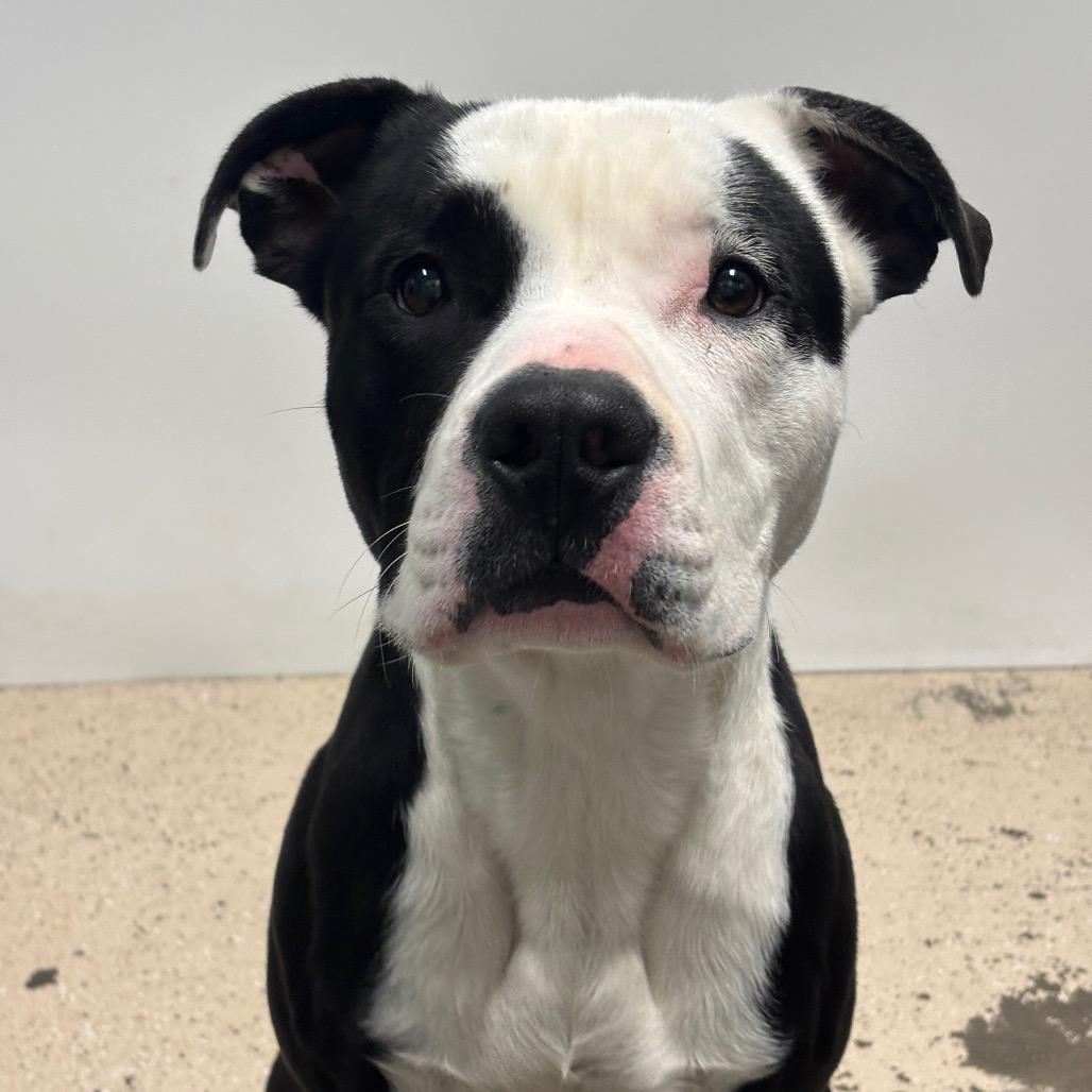 Bovi, Adoptable, Adult Male Pit Bull Terrier.