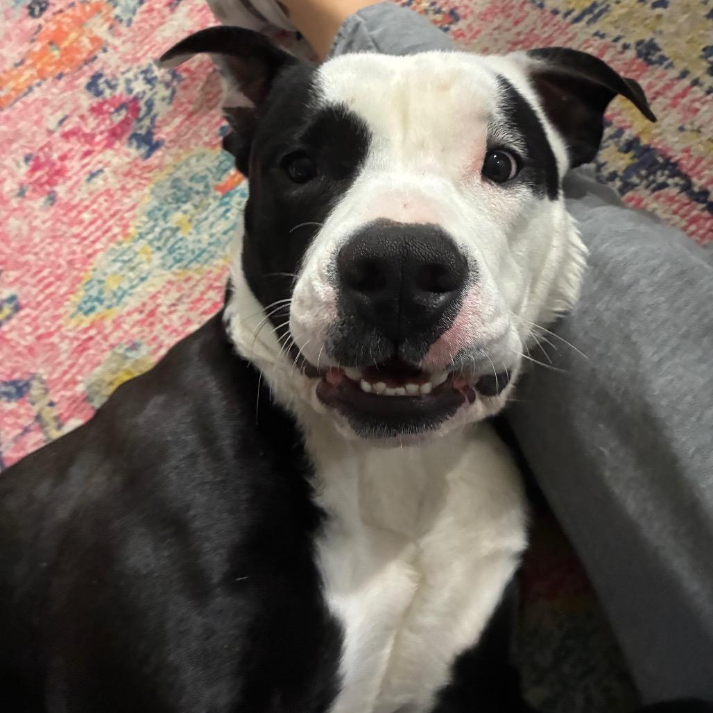 Enlarge Bovi, a Adoptable Pit Bull Terrier in Columbia, MO image 2/5