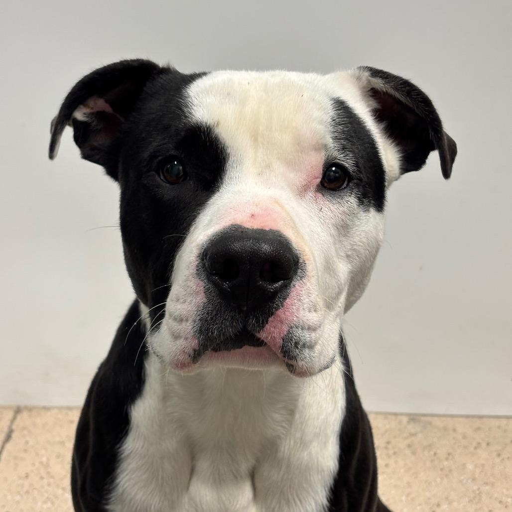 Enlarge Bovi, a Adoptable Pit Bull Terrier in Columbia, MO image 3/5