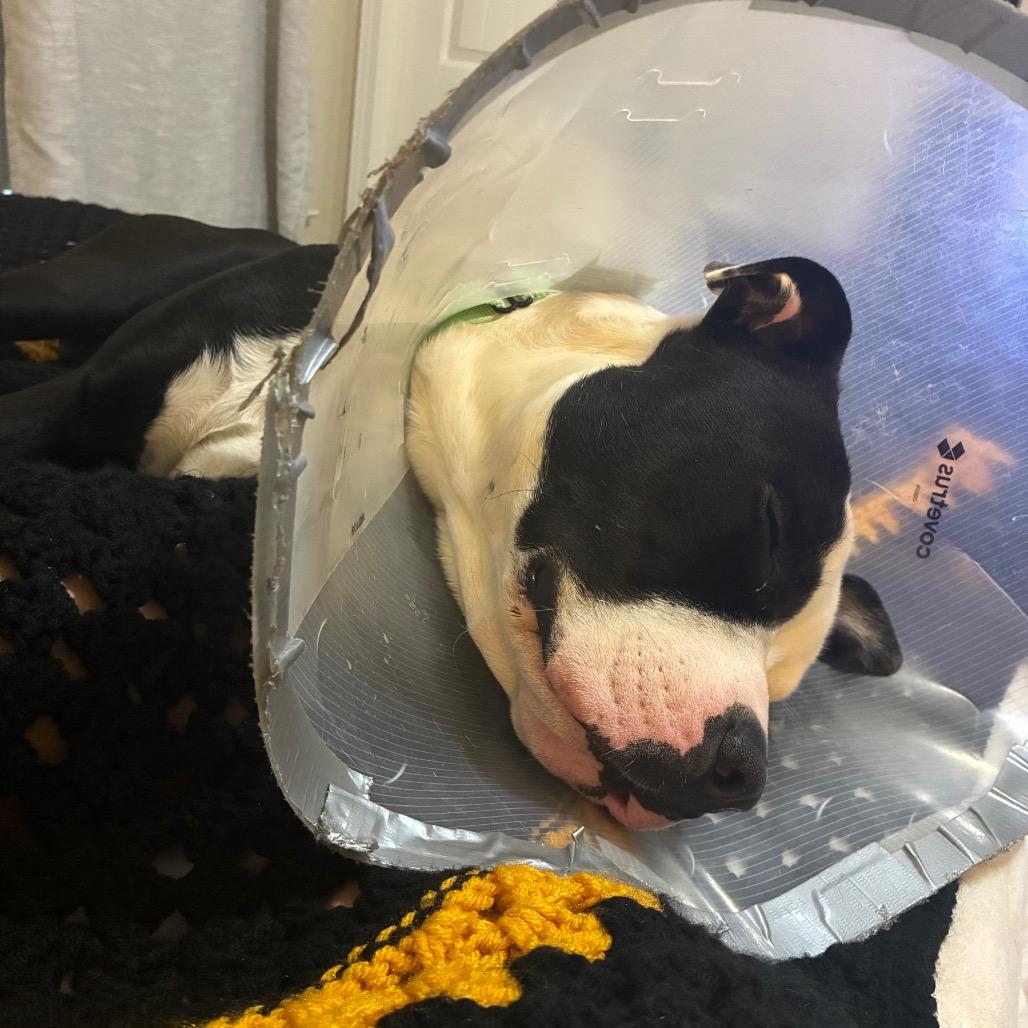 Enlarge Bovi, a Adoptable Pit Bull Terrier in Columbia, MO image 4/5