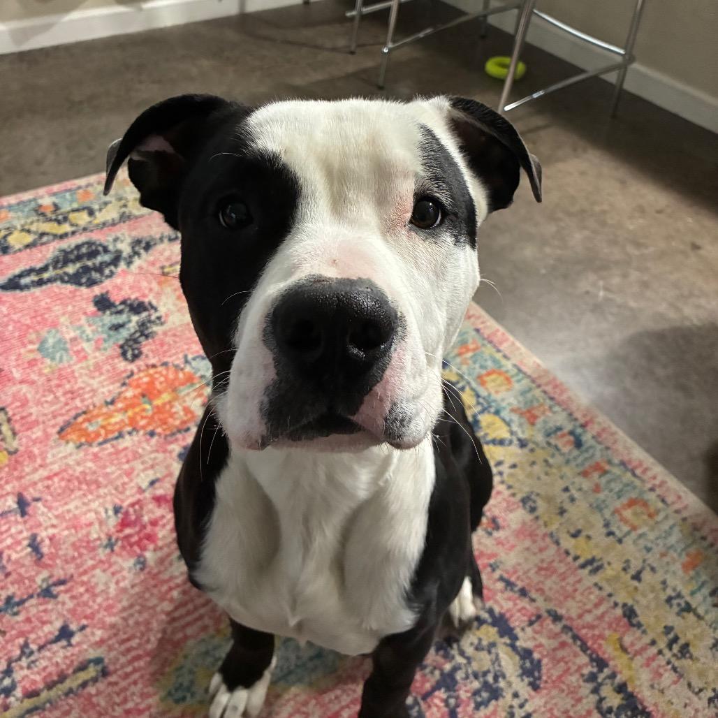 Enlarge Bovi, a Adoptable Pit Bull Terrier in Columbia, MO image 5/5