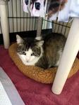 Cassie, ADOPTABLE, Adult Female Domestic Short Hair.