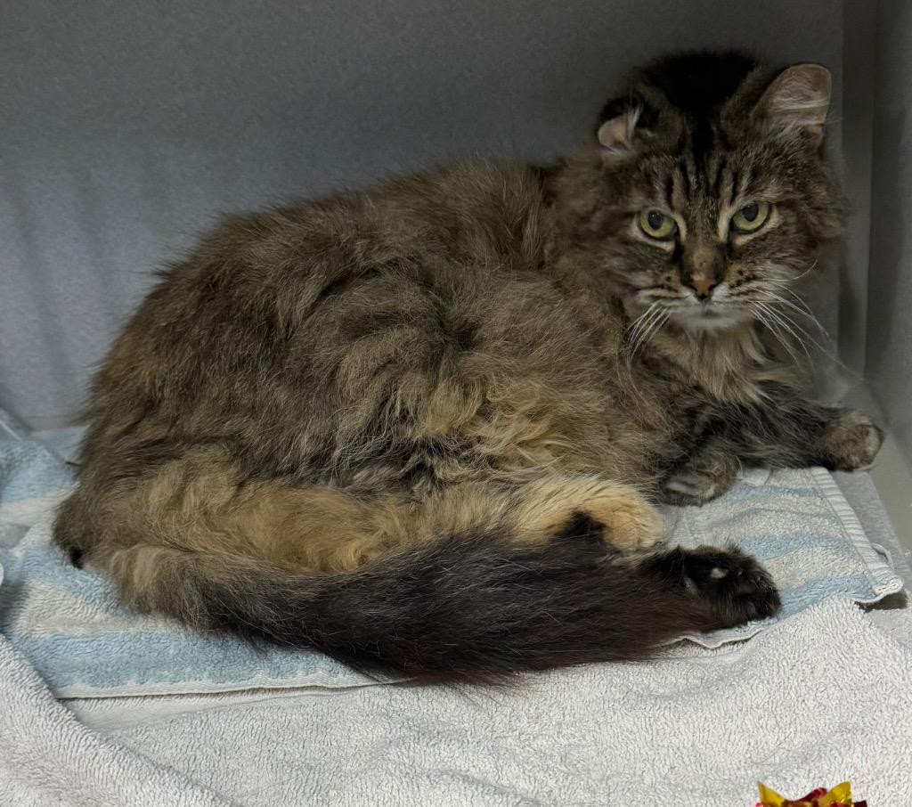 Sweetie Pie, Adoptable, Senior Female Domestic Long Hair.